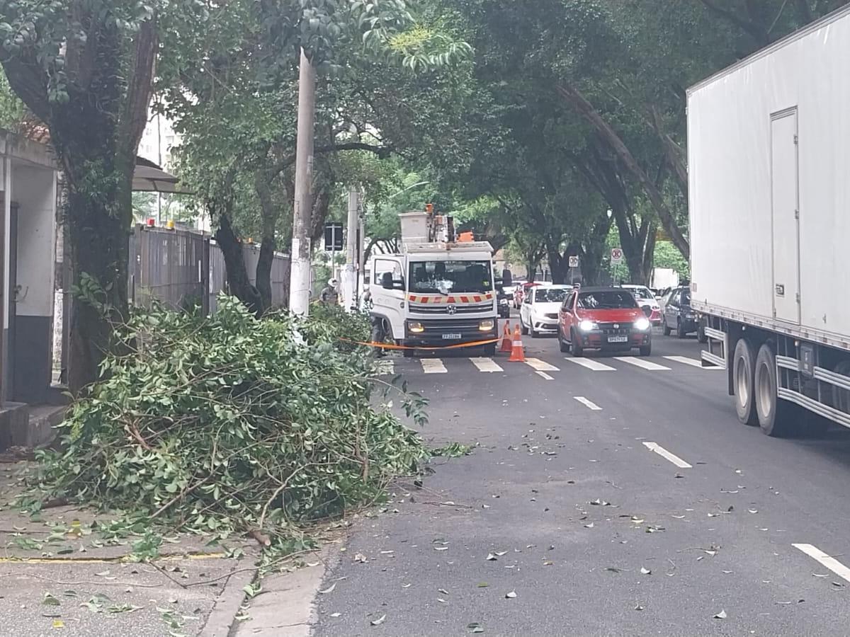 Após realizar a poda das árvores na avenida Manoel Pedro Pimentel, Enel deixou as calçadas com arbustos e sem condições de transitar nas mesmas